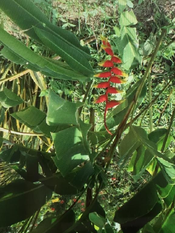 勒卡尔贝Carribbean Madicreole Au Carbet别墅 外观 照片